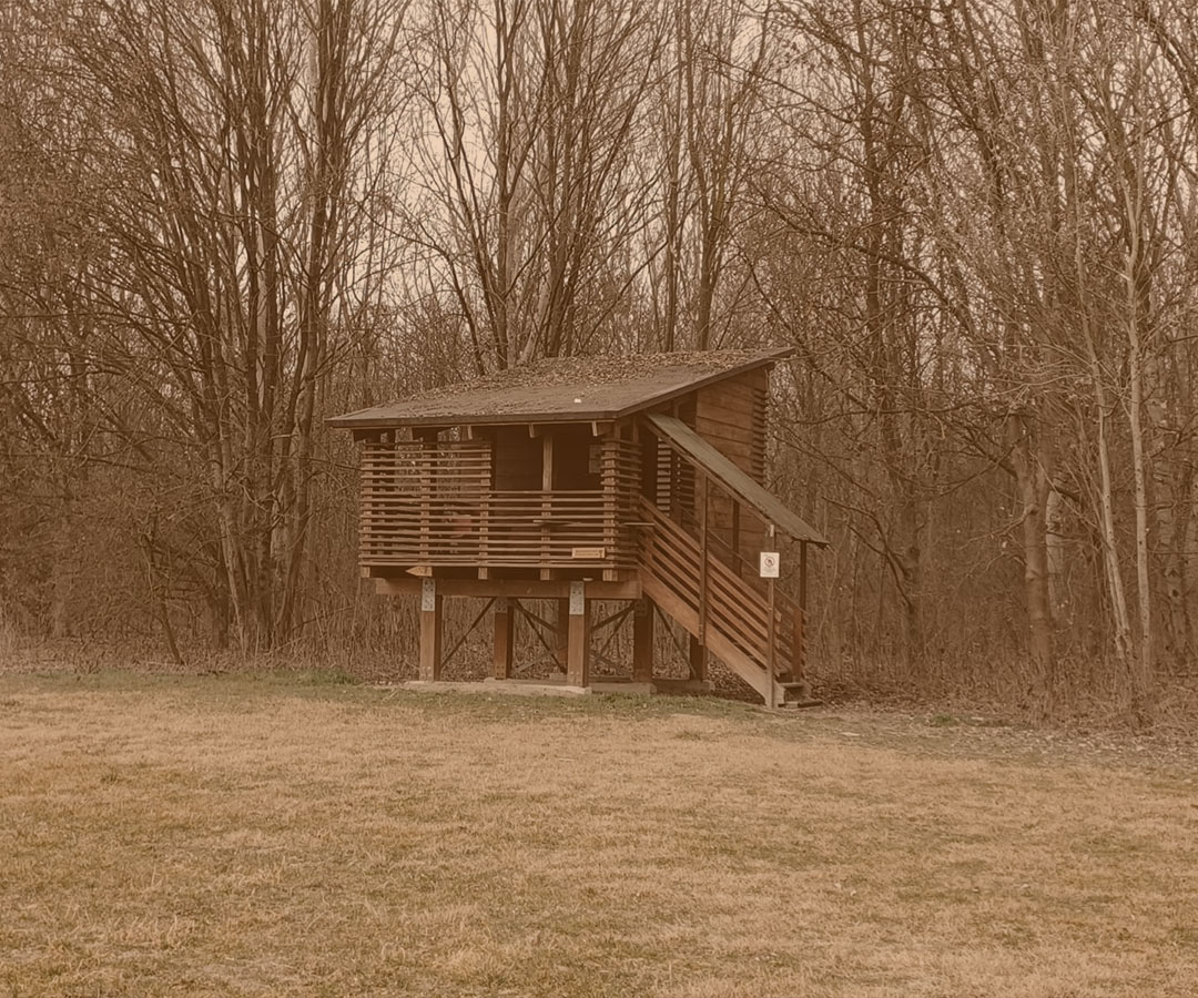 Ridare un bosco a Carmagnola - bosco del Gerbasso