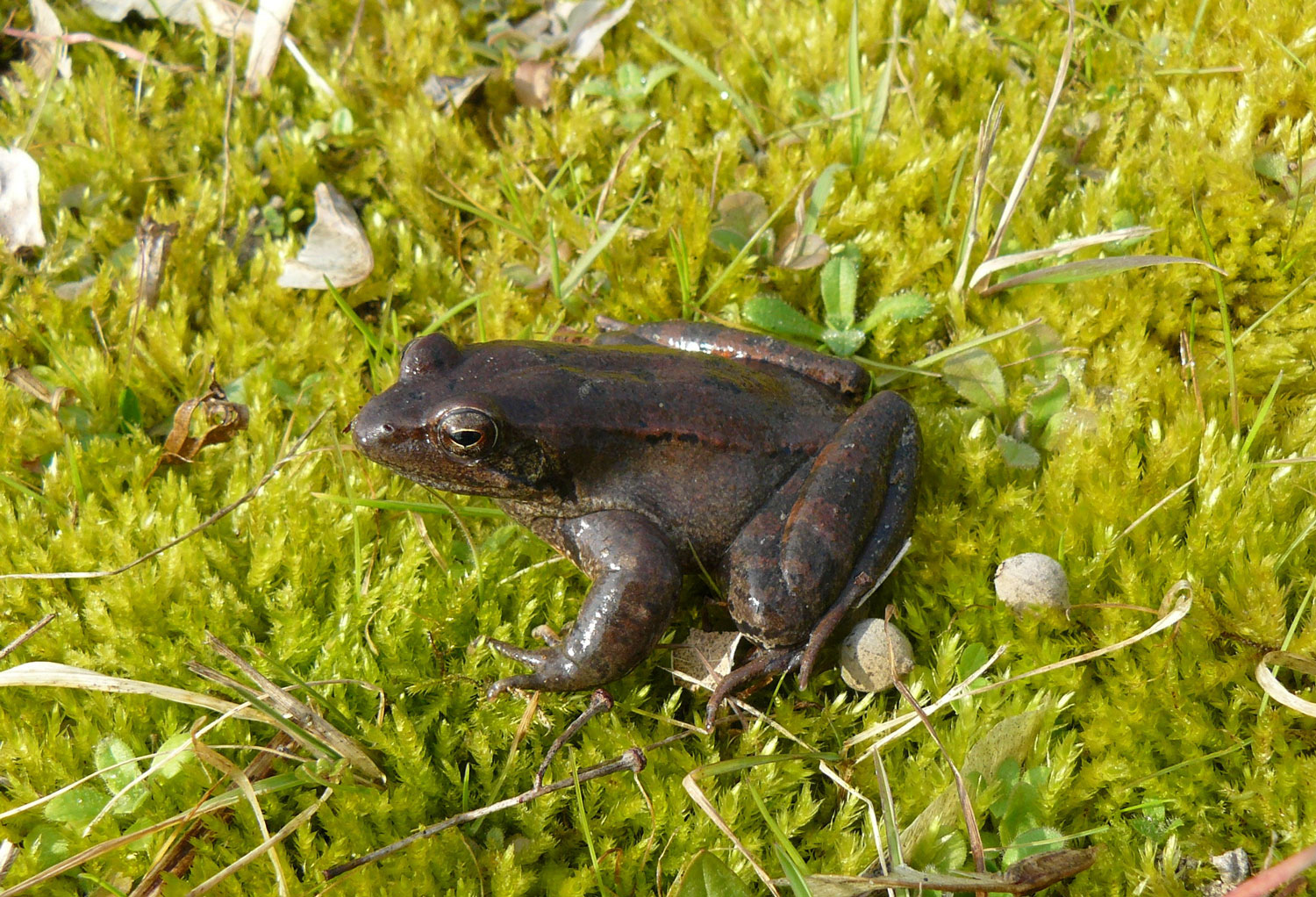 Rana di Lataste La biodiversità della Lanca - la rana di Lataste