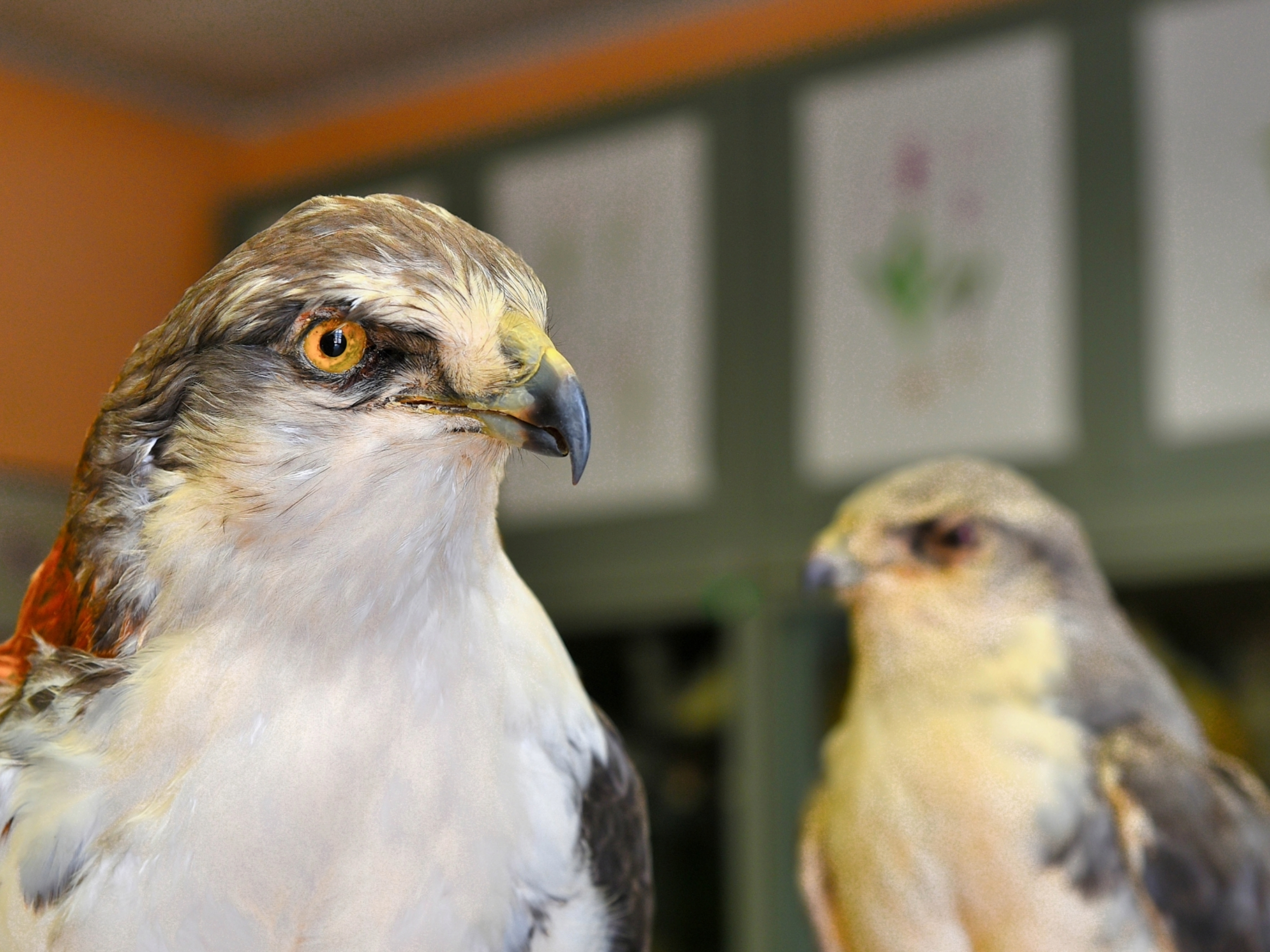 Rapaci del museo Civico di Storia Naturale di Carmagnola